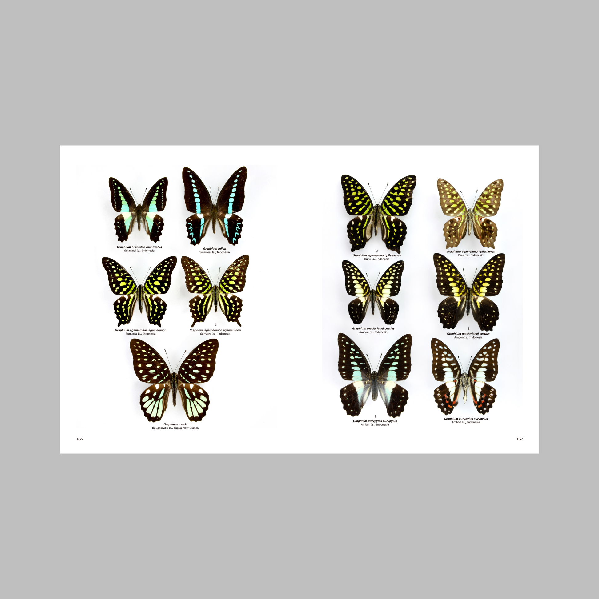 Butterflies of the World: Papilionoidea—A Portrait of Global Butterfly Diversity. Volume I