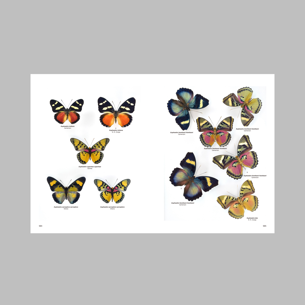 Butterflies of the World: Papilionoidea—A Portrait of Global Butterfly Diversity. Volume II
