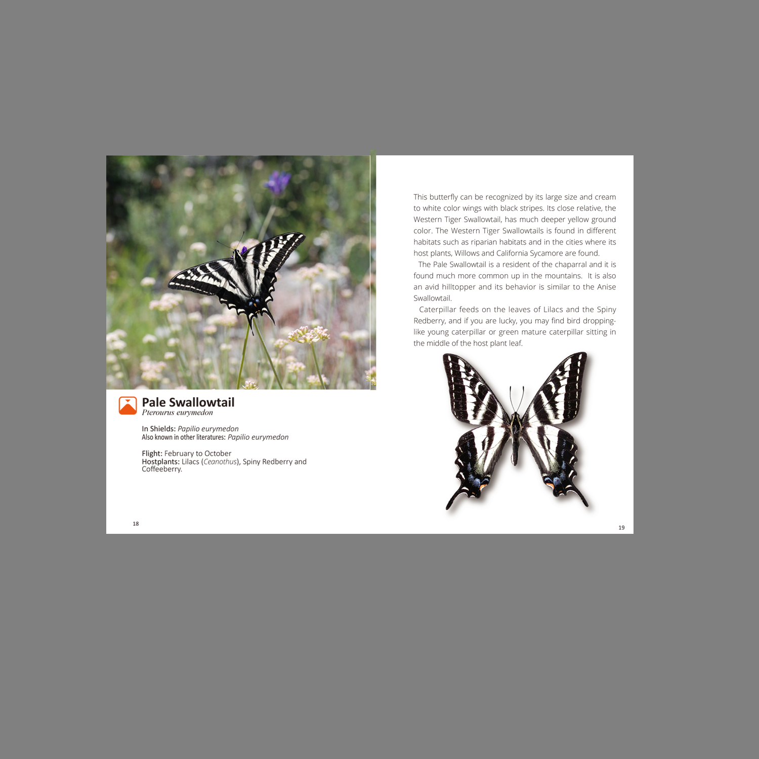 Dictionary Hill Butterflies