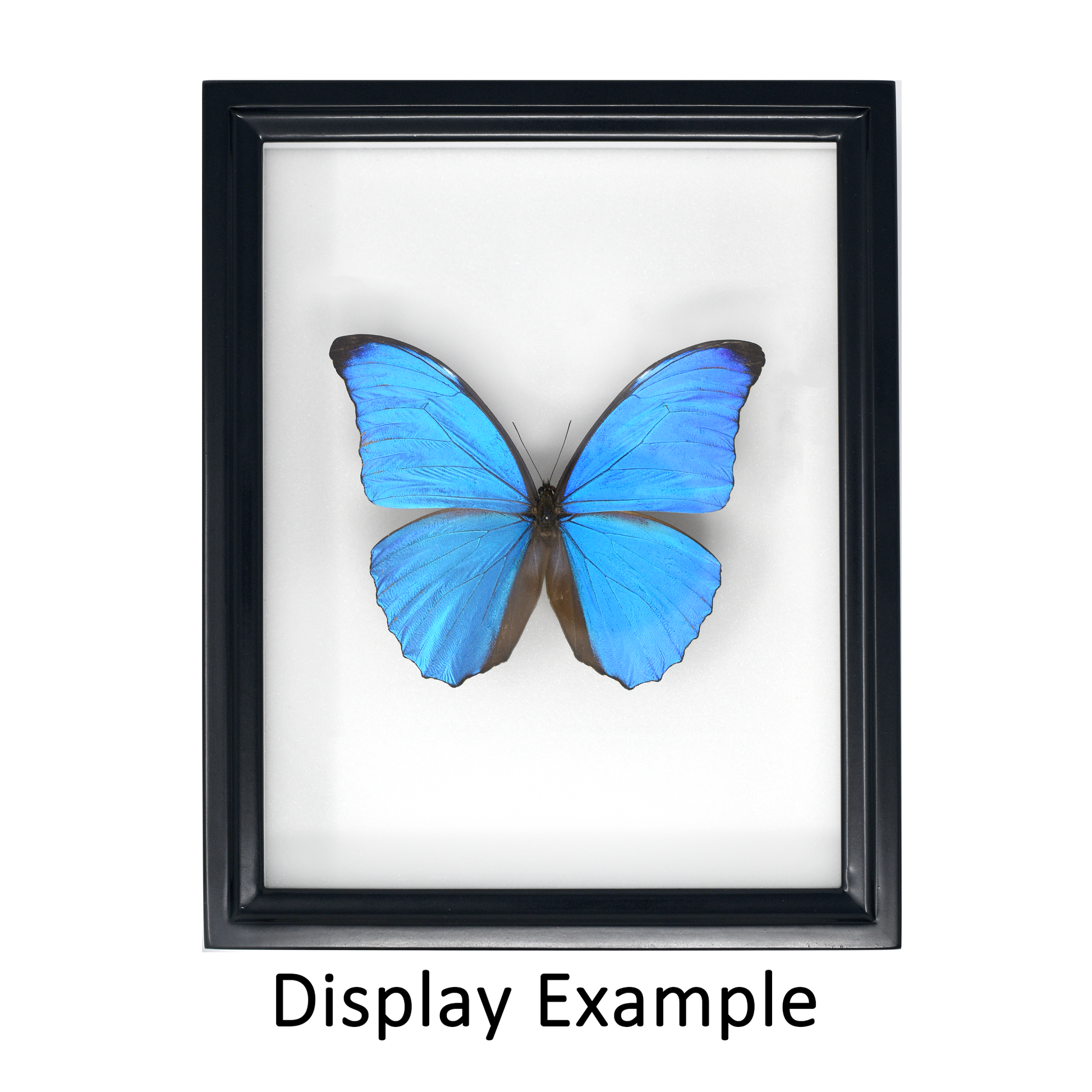 Birdwing Natural Wood Mini Insect Display Box – Japanese Hinoki, Handcrafted in Japan, with UV Glass & High-Density Foam (9 ¾" x 7 ⅞" x 2 ⅜")