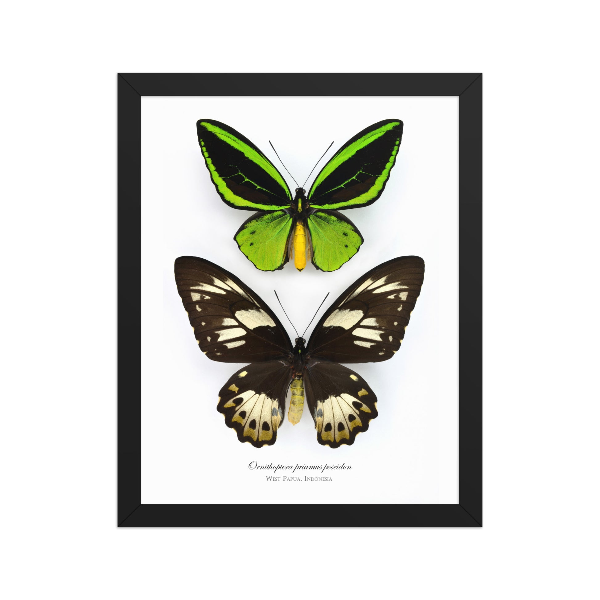 Framed poster of Birdwing butterfly (Ornithoptera priamus poseidon) from Papua New Guinea
