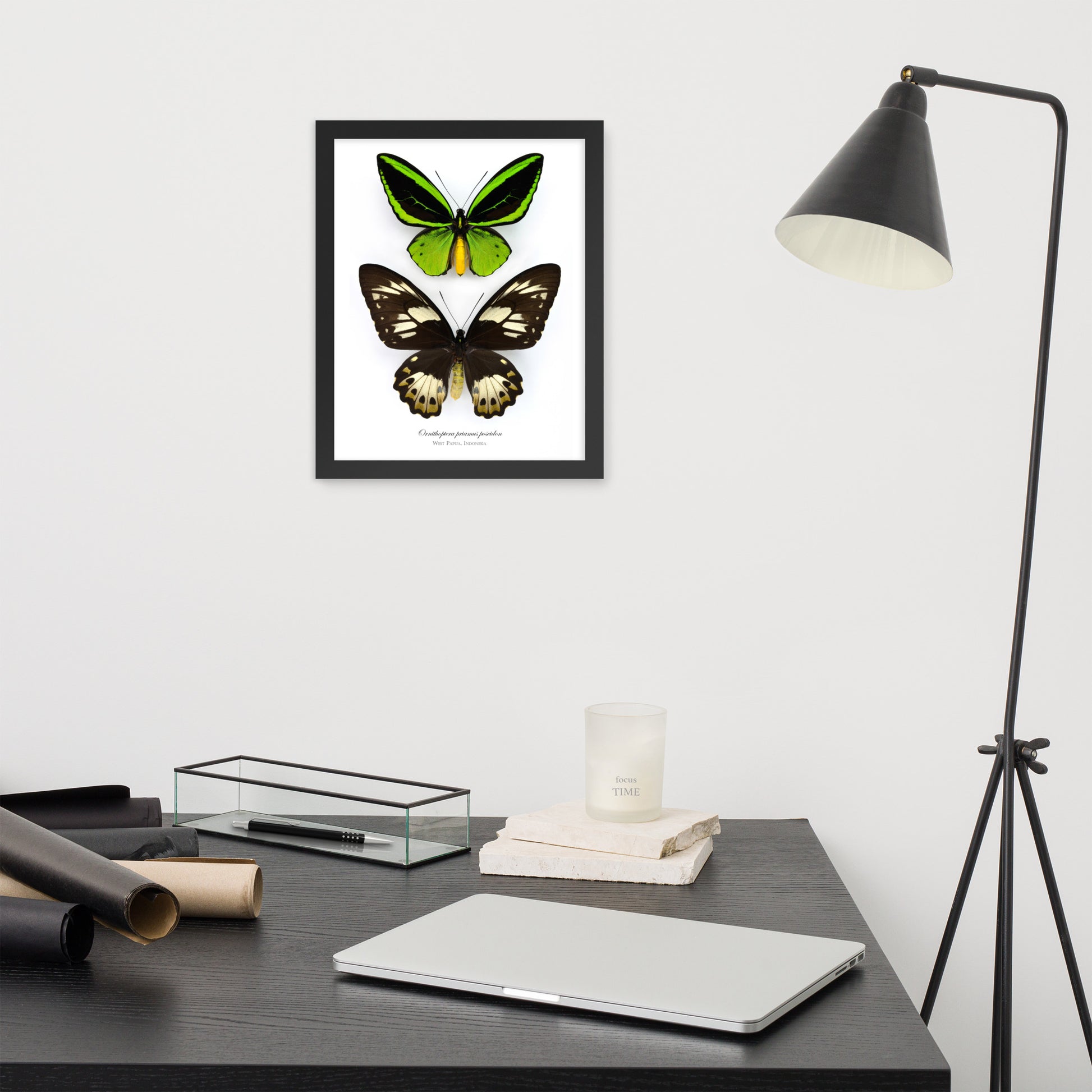 Framed poster of Birdwing butterfly (Ornithoptera priamus poseidon) from Papua New Guinea