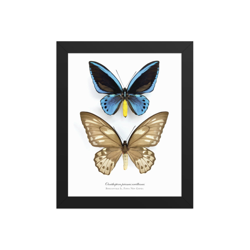 Framed poster of Birdwing Butterfly (Ornithoptera priamus urvillianus) from Bougainville Is.