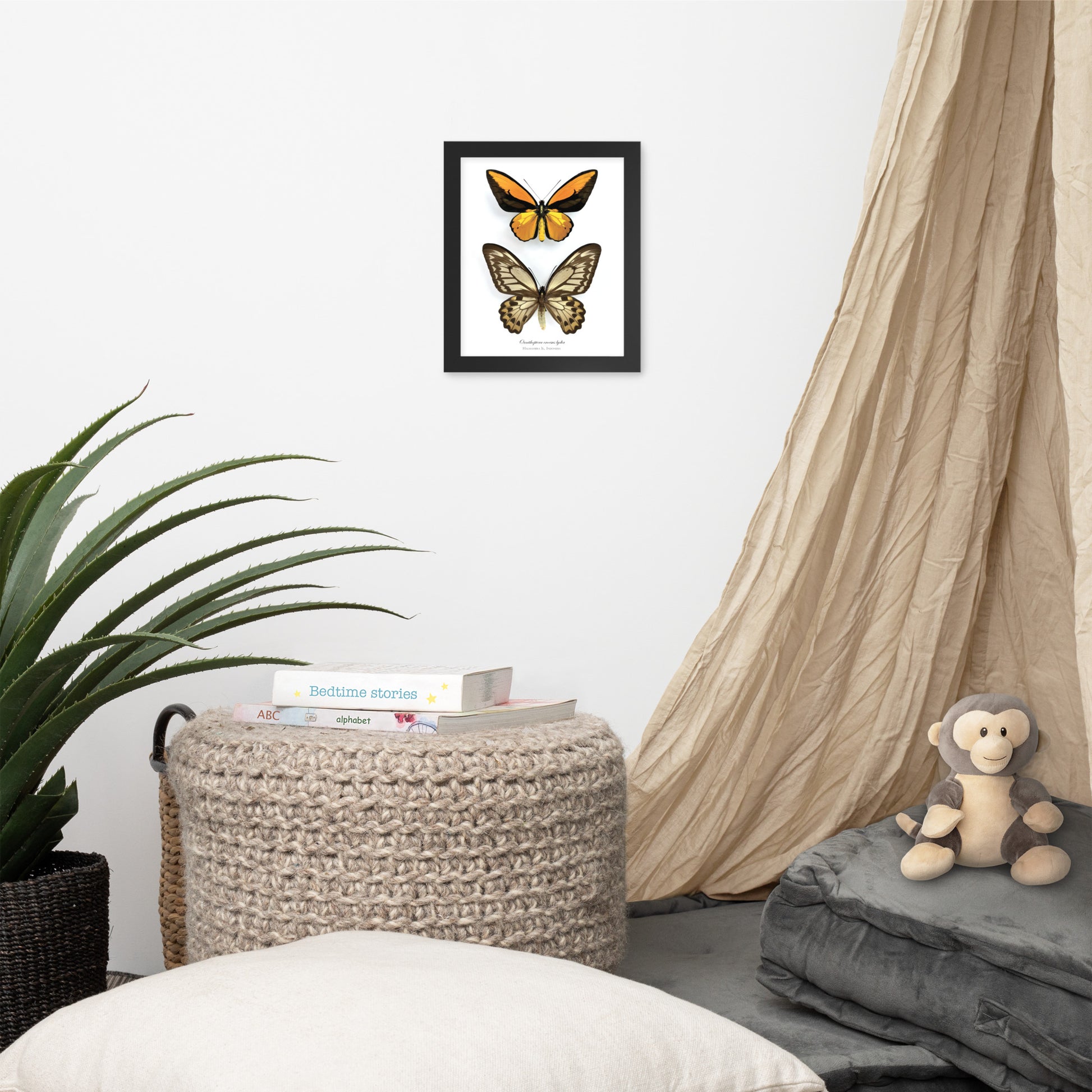 Framed Poster of Birdwing Butterfly (Ornithoptera croesus lydius) from Halmahera Is.