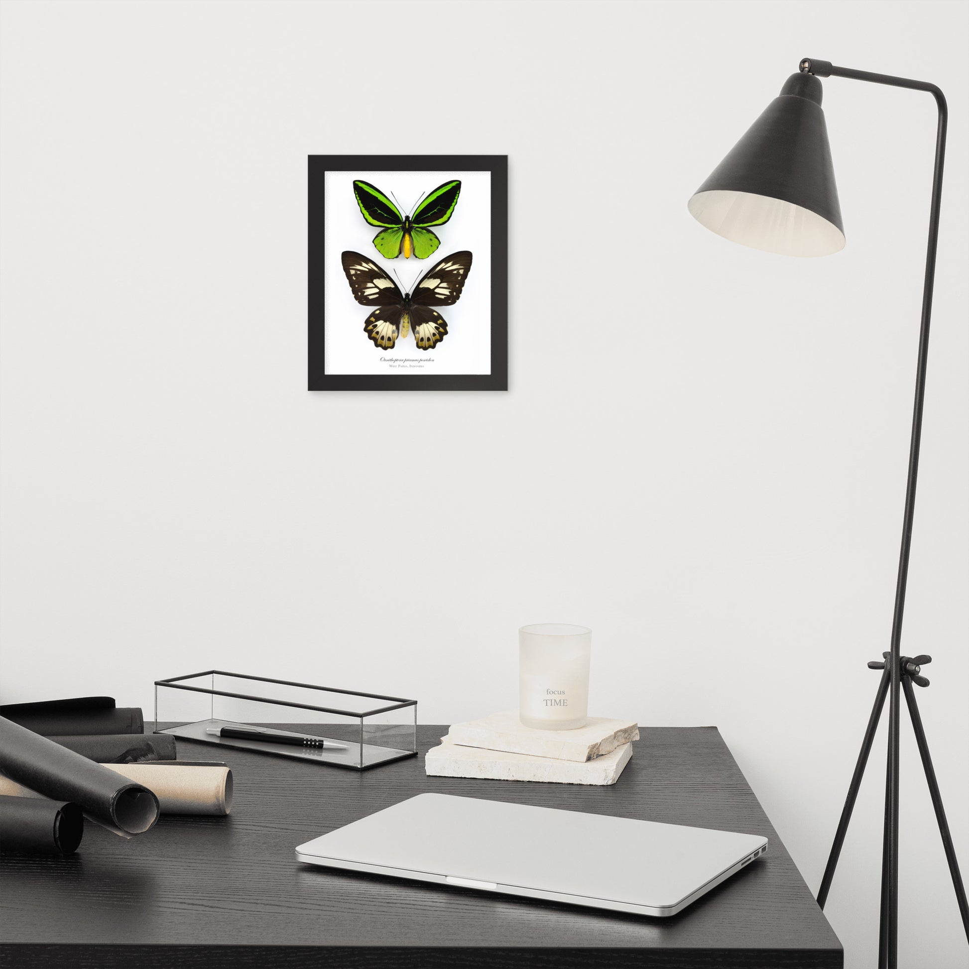 Framed poster of Birdwing butterfly (Ornithoptera priamus poseidon) from Papua New Guinea