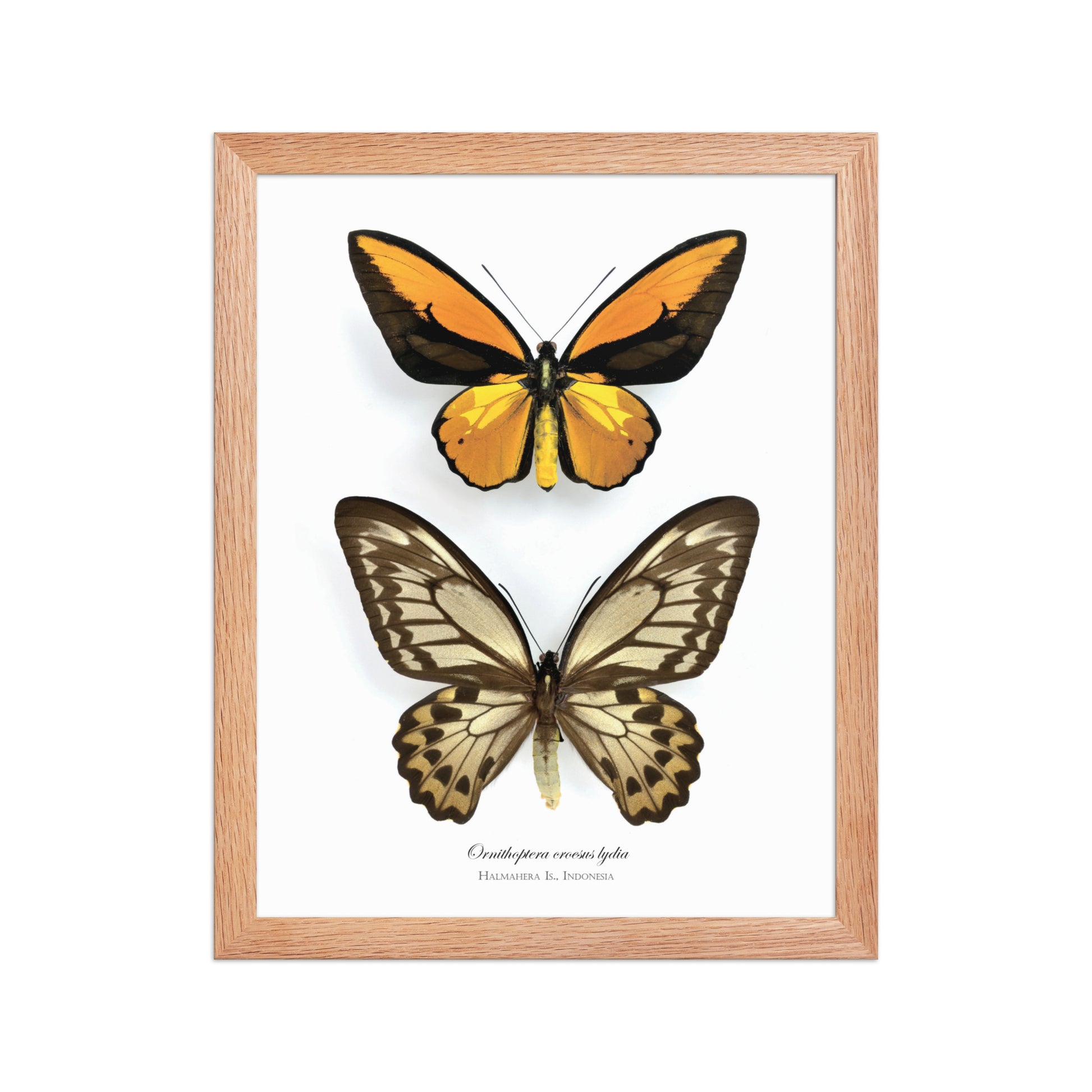 Framed Poster of Birdwing Butterfly (Ornithoptera croesus lydius) from Halmahera Is.