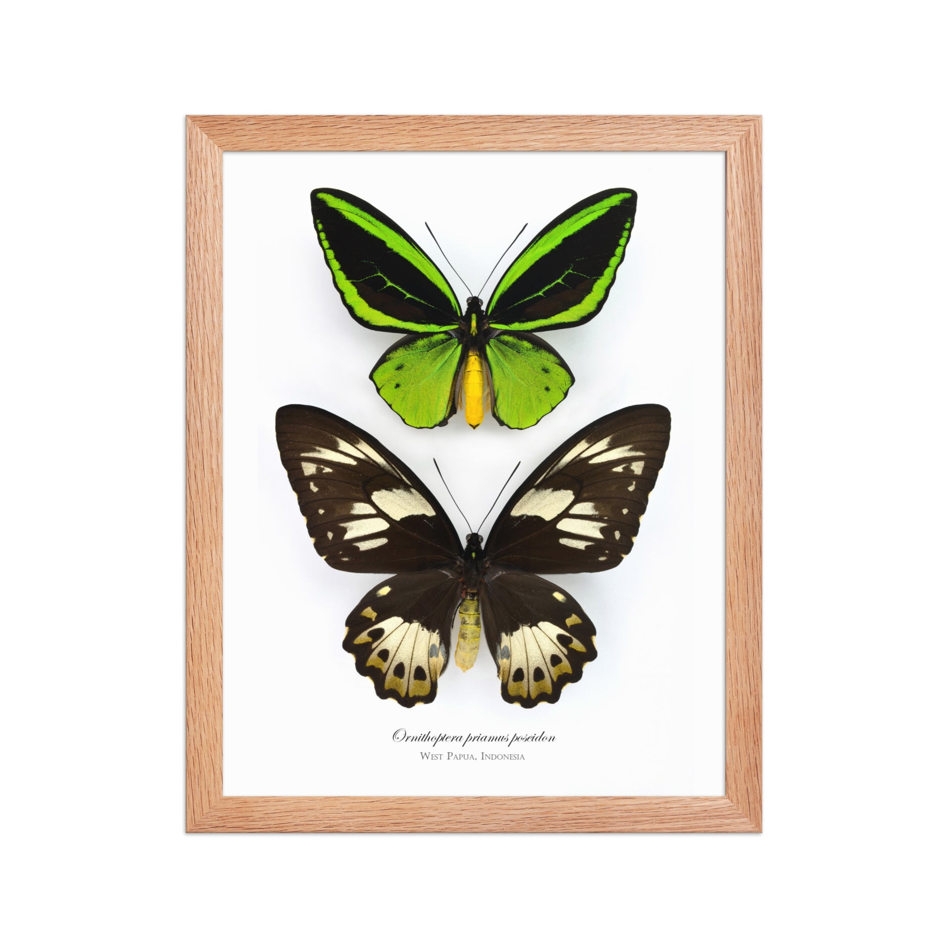 Framed poster of Birdwing butterfly (Ornithoptera priamus poseidon) from Papua New Guinea