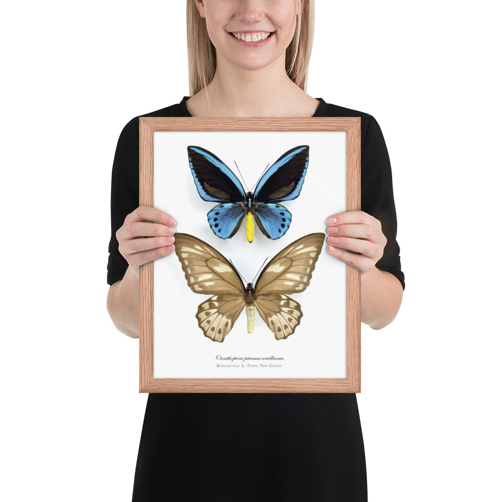 Framed poster of Birdwing Butterfly (Ornithoptera priamus urvillianus) from Bougainville Is.