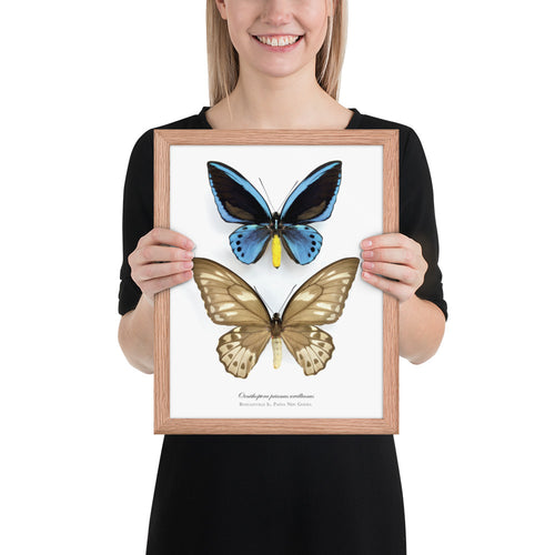 Framed poster of Birdwing Butterfly (Ornithoptera priamus urvillianus) from Bougainville Is.