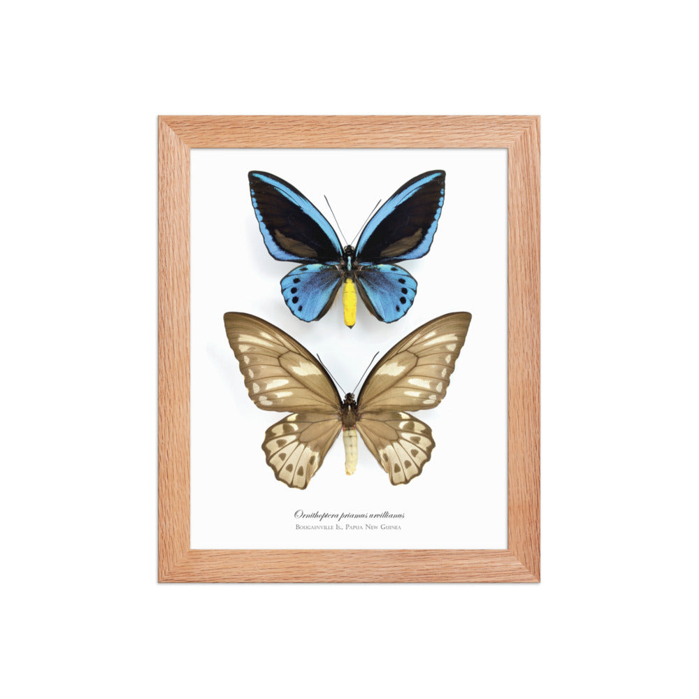 Framed poster of Birdwing Butterfly (Ornithoptera priamus urvillianus) from Bougainville Is.
