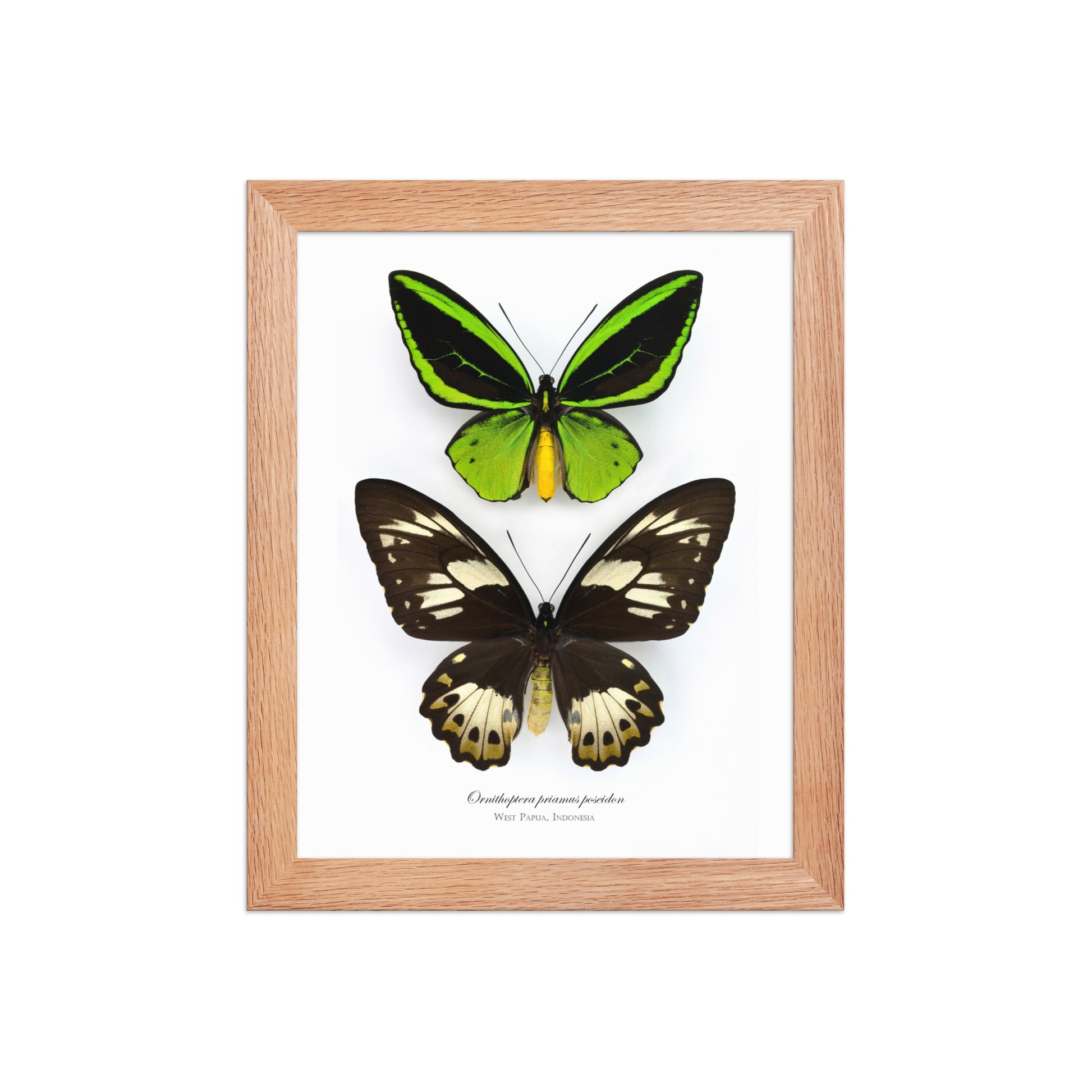 Framed poster of Birdwing butterfly (Ornithoptera priamus poseidon) from Papua New Guinea