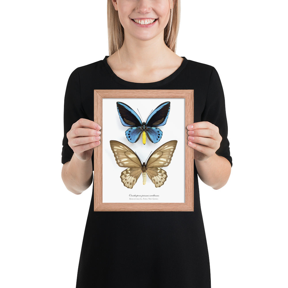 Framed poster of Birdwing Butterfly (Ornithoptera priamus urvillianus) from Bougainville Is.