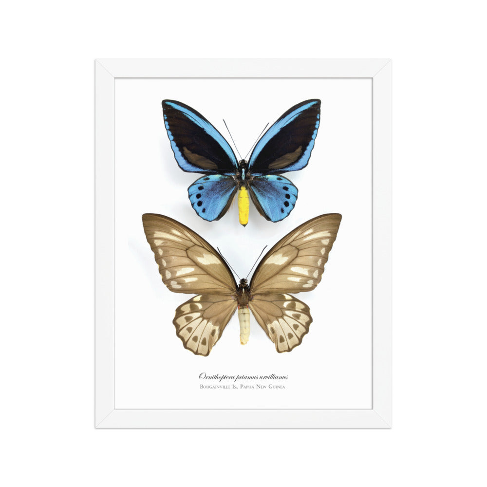 Framed poster of Birdwing Butterfly (Ornithoptera priamus urvillianus) from Bougainville Is.