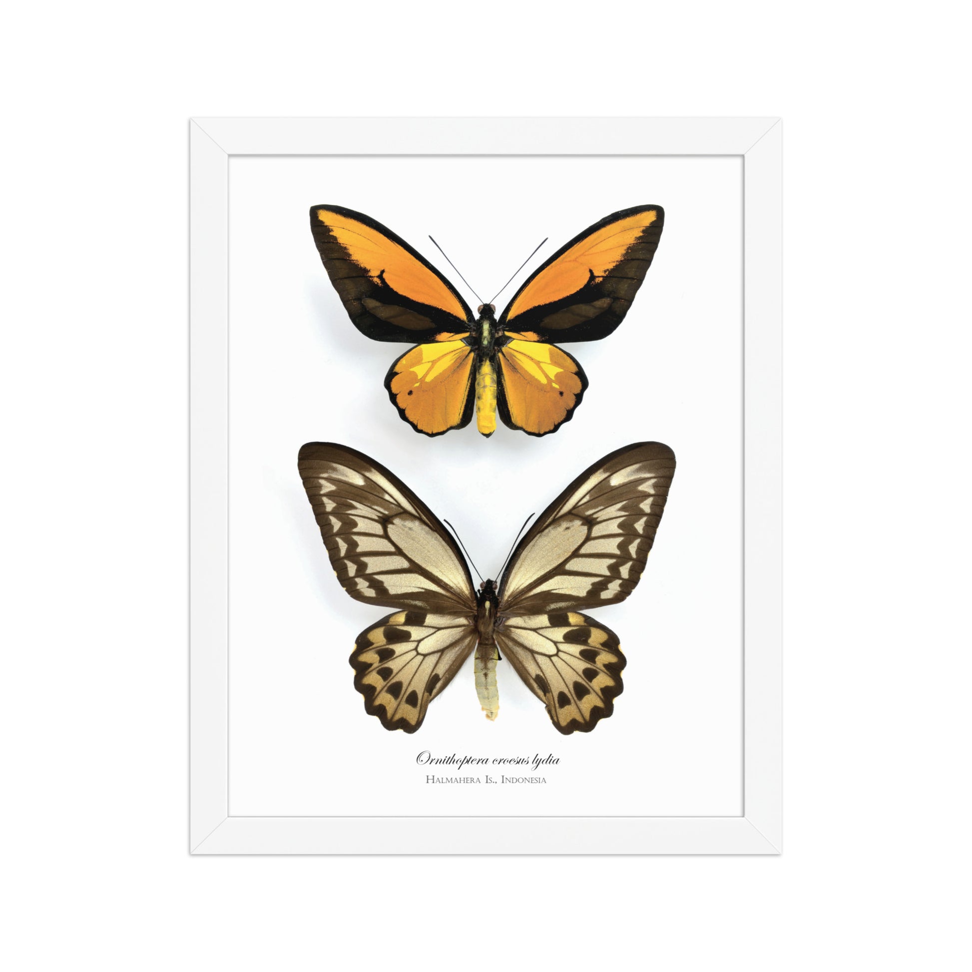 Framed Poster of Birdwing Butterfly (Ornithoptera croesus lydius) from Halmahera Is.