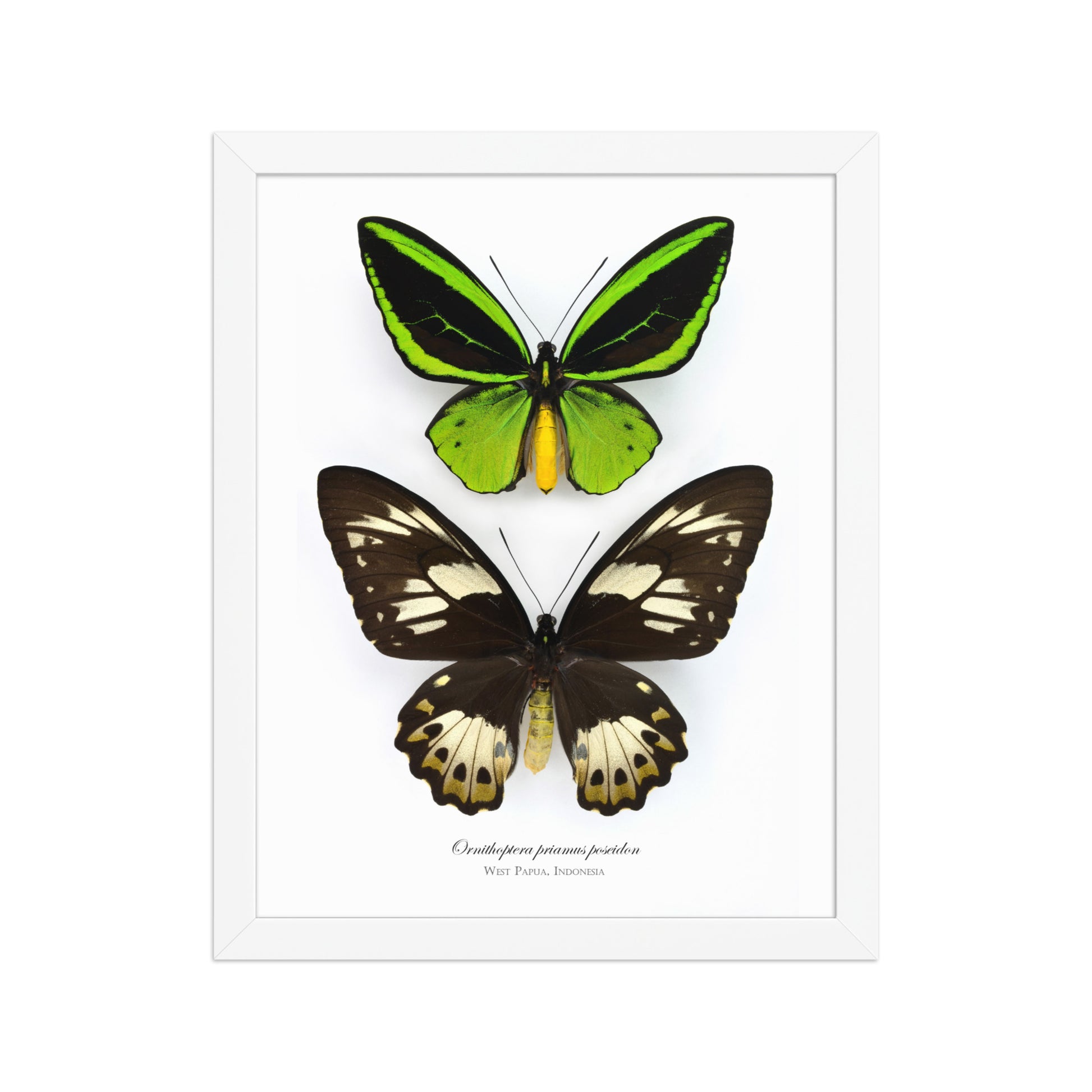 Framed poster of Birdwing butterfly (Ornithoptera priamus poseidon) from Papua New Guinea